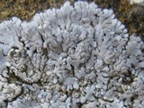 Physcia caesia image