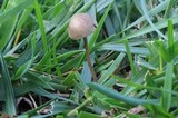 Panaeolus olivaceus image
