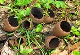 Urnula craterium image