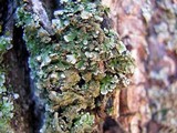 Physconia perisidiosa image