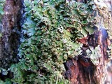 Physconia perisidiosa image