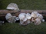 Tetrapyrgos subdendrophora image