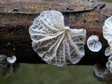 Tetrapyrgos subdendrophora image
