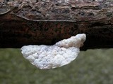 Tetrapyrgos subdendrophora image