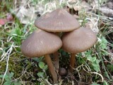 Entoloma vernum image