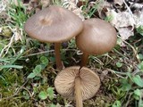 Entoloma vernum image