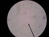 Entoloma vernum image