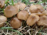 Entoloma vernum image
