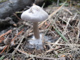 Clitocybe glacialis image