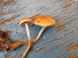 Leratiomyces squamosus var. thraustus image