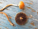 Leratiomyces squamosus image