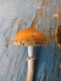 Leratiomyces squamosus image