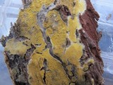 Phlebia subochracea image