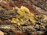 Phlebia subochracea image