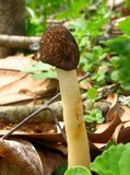 Verpa conica image