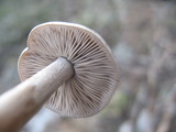 Clitocybe glacialis image