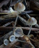 Mycena amicta image