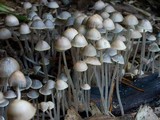 Mycena amicta image