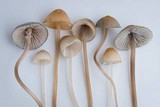 Mycena amicta image