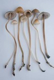 Mycena amicta image
