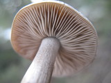 Clitocybe glacialis image