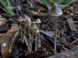 Mycena amicta image