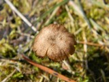 Arrhenia obscurata image