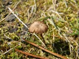 Arrhenia obscurata image