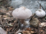 Clitocybe glacialis image