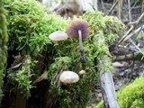 Baeospora myriadophylla image