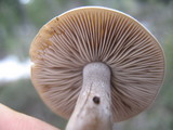 Clitocybe glacialis image