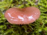 Pleurotopsis longinqua image