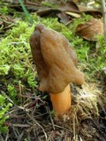 Verpa conica image