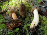 Verpa conica image