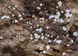 Dasyscyphella montana image