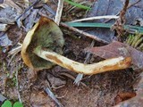 Hypholoma fasciculare var. fasciculare image