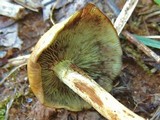 Hypholoma fasciculare var. fasciculare image