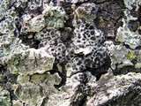 Entoleuca mammata image