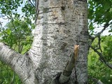 Entoleuca mammata image