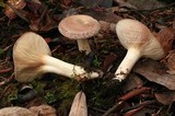 Lactarius uvidus image
