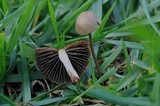 Panaeolus olivaceus image