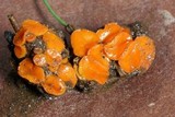 Byssonectria fusispora image