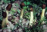 Verpa conica image