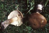 Melanoleuca cognata image