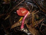 Boletellus obscurecoccineus image