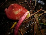 Boletellus obscurecoccineus image