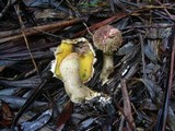 Boletellus emodensis image