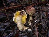 Boletellus emodensis image