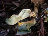 Boletellus emodensis image