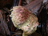 Boletellus emodensis image